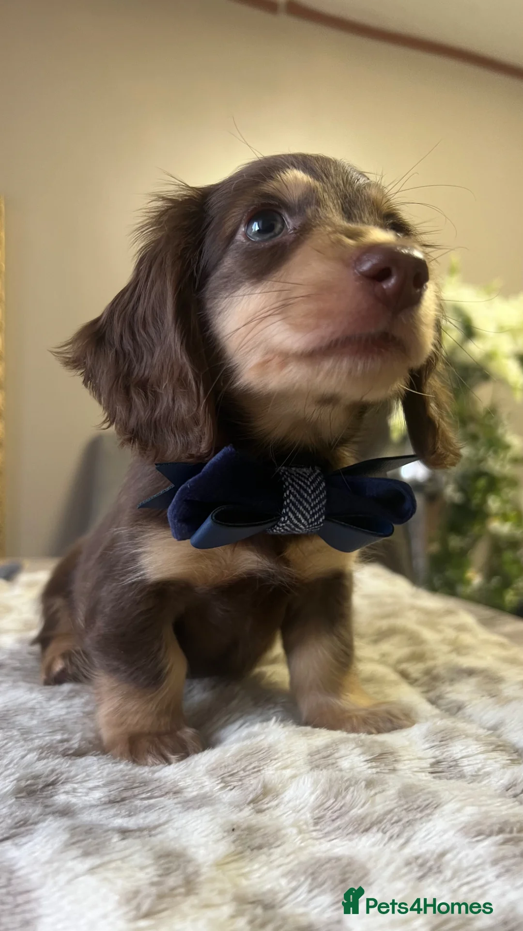 Miniature Dachshund dogs for sale: 🐾 Stunning Chocolate Cream Mini Longhair Boys ✨🐶 - Advert 1