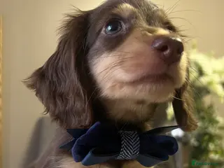 Miniature Dachshund dogs 🐾 Stunning Chocolate Cream Mini Longhair Boys ✨🐶 - Advert 6