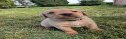 Labrador Retriever dogs for sale: Labrador puppies  in Oswestry - Advert 6