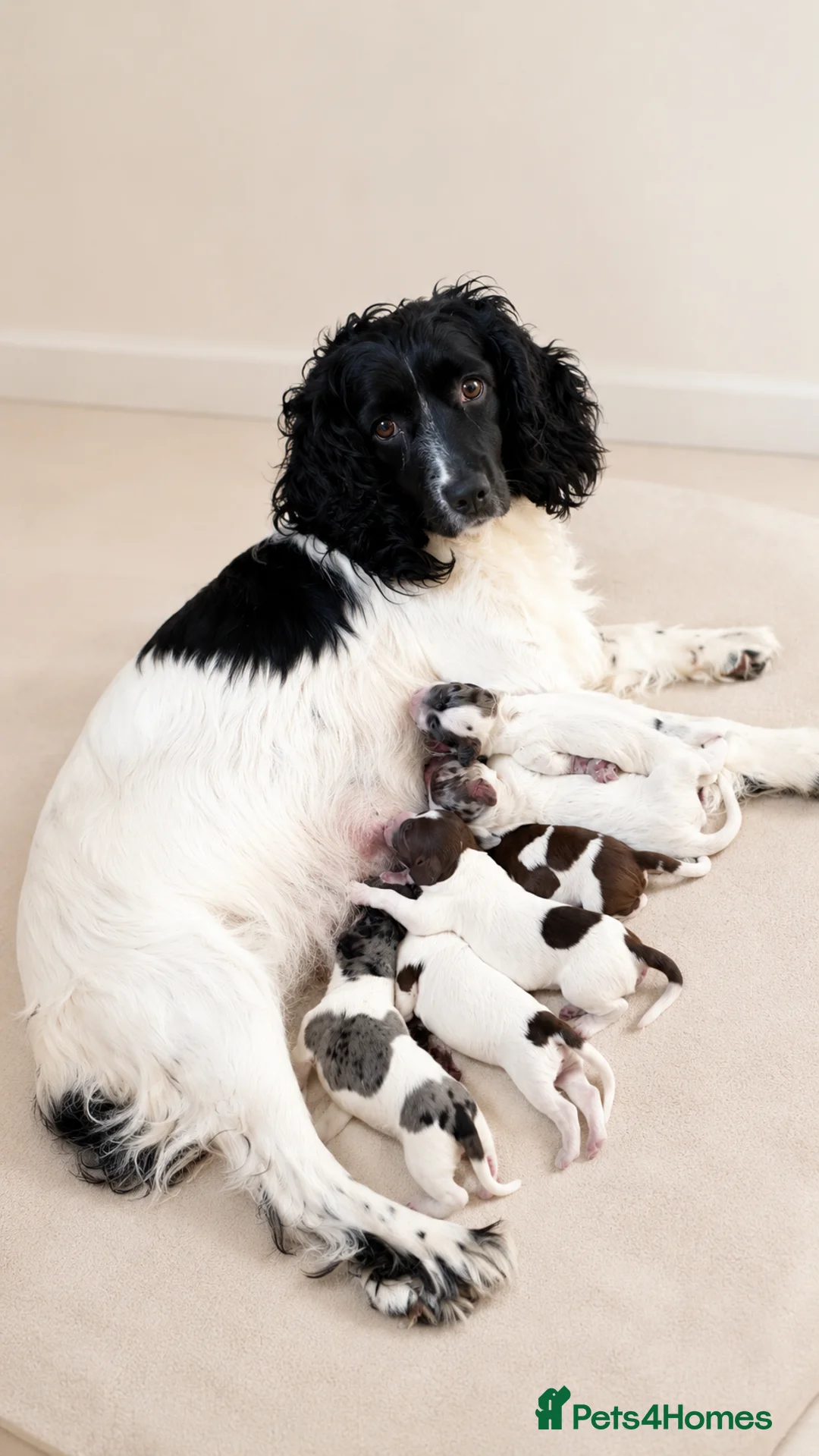 Cocker Spaniel dogs for sale: Merle and chocolate spaniel puppies  - Advert 9