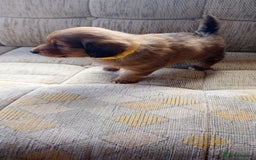 Dachshund dogs for sale: Dachshund  - Image 3