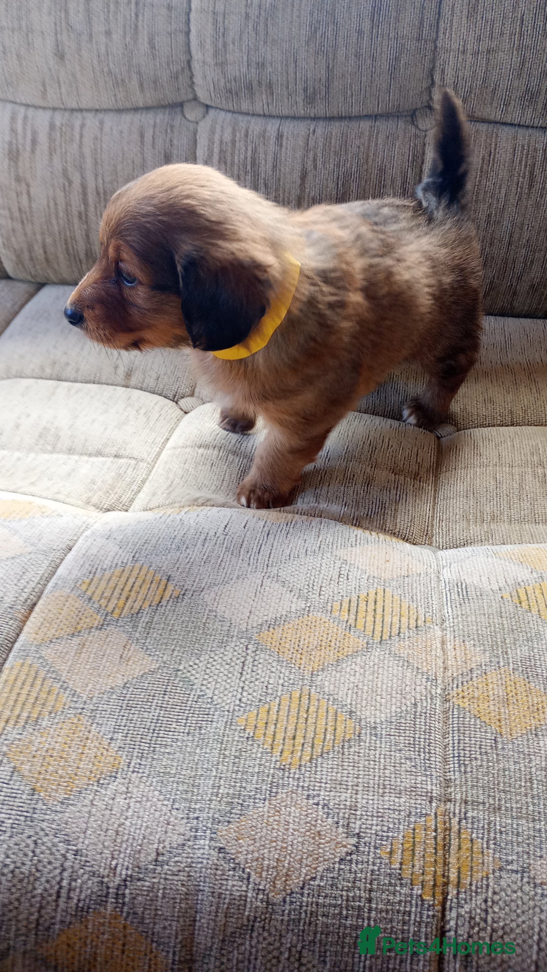 Dachshund dogs for sale: Dachshund  - Image 3