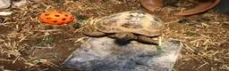Tortoise reptiles for sale: Horsefield Tortoise  - Advert 4