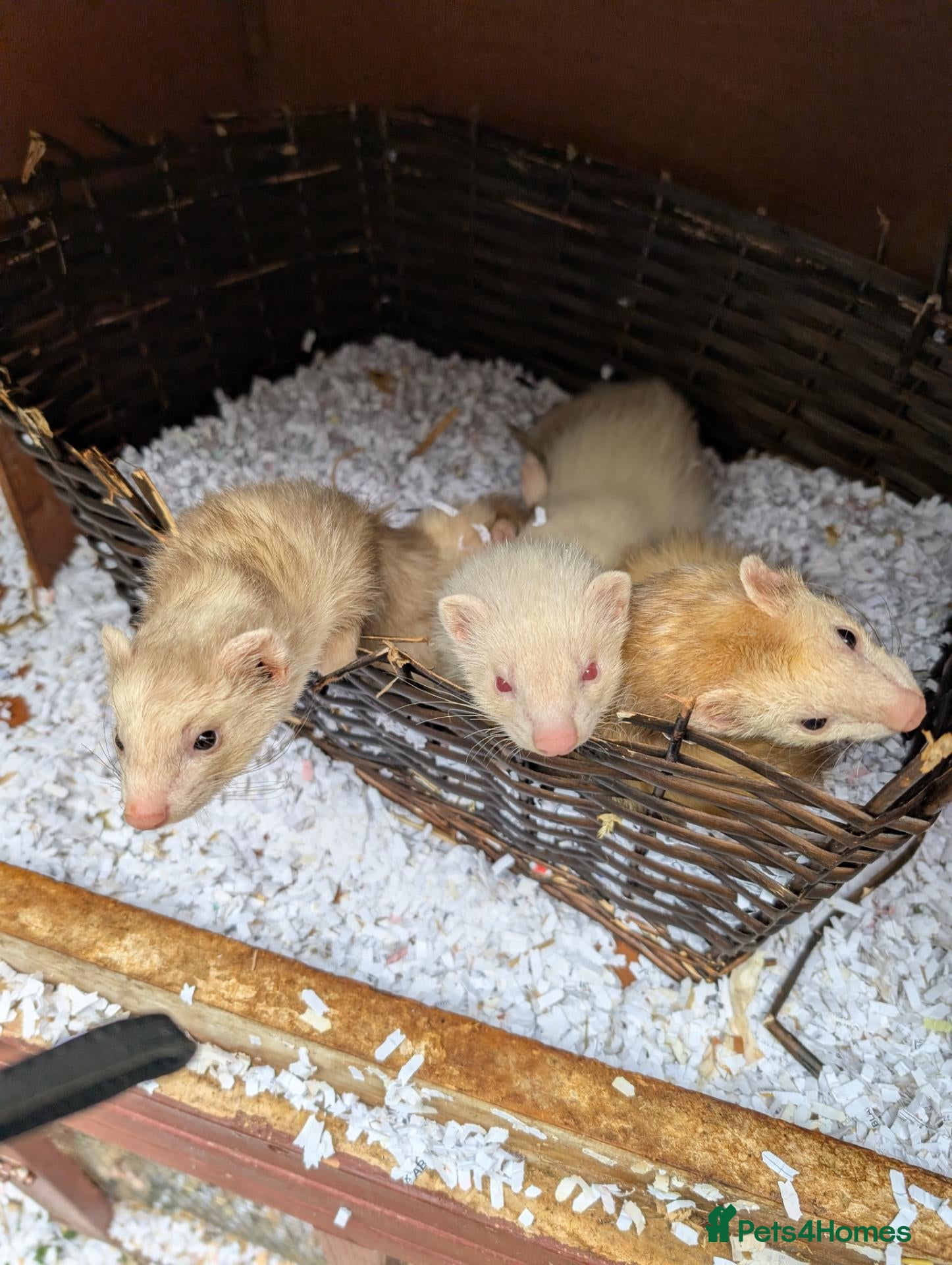 Ferret rodents Female ferrets - Advert 2
