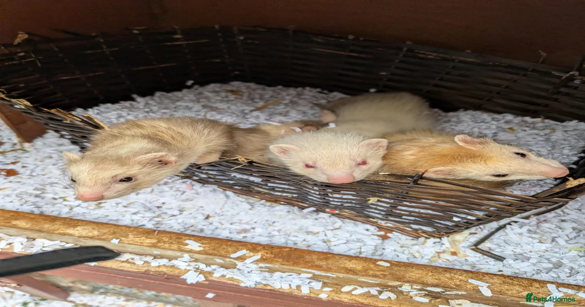 Ferret Rodents for sale in Westhill, Aberdeenshire | Pets4Homes