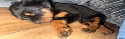 Rottweiler dogs for sale: 7 month old female Rottweiler  in Ripley - Advert 7