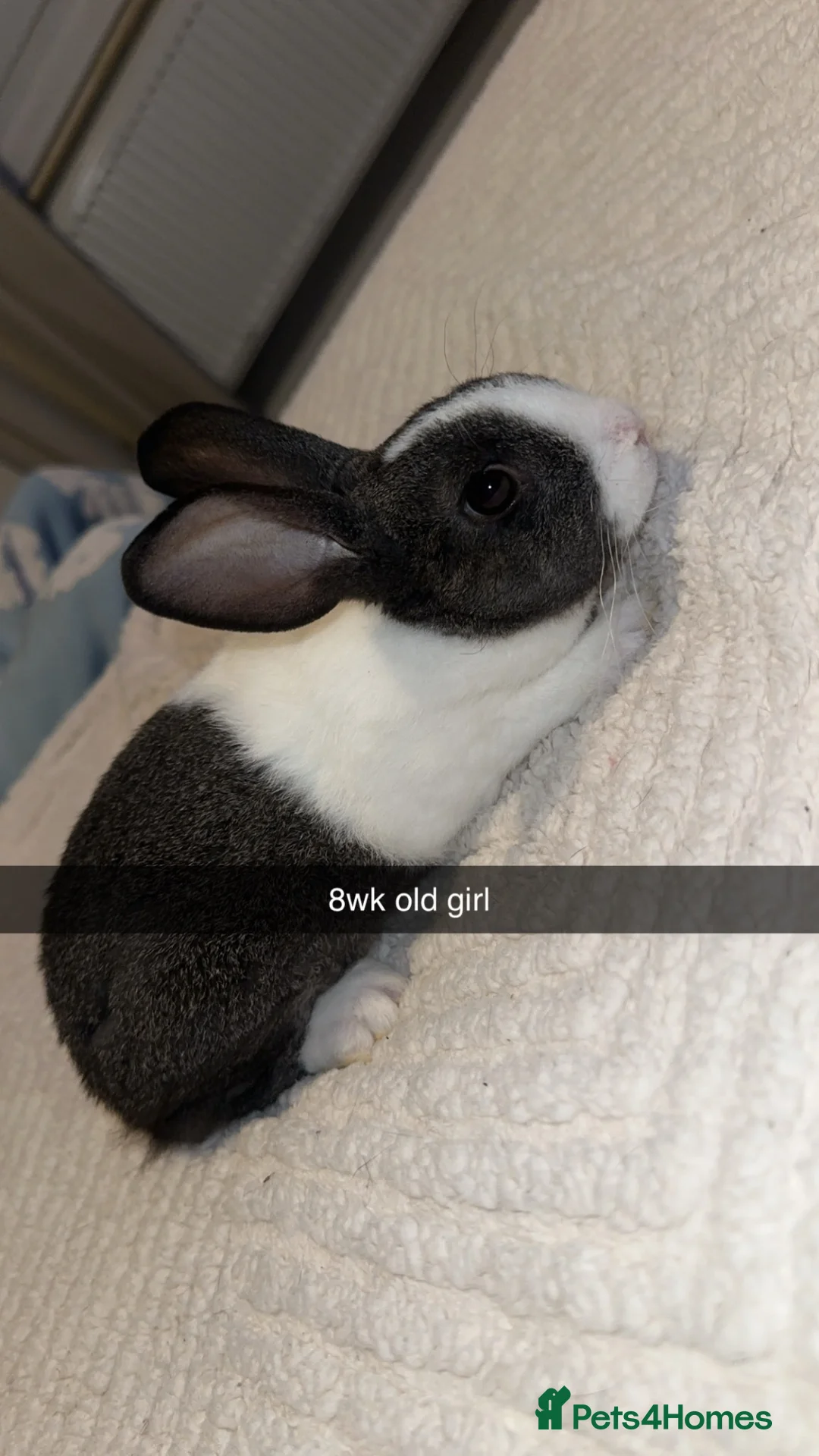 Mixed Breed rabbits for sale: Mixed breed of doe’s/ bucks in Burton-on-Trent - Advert 1