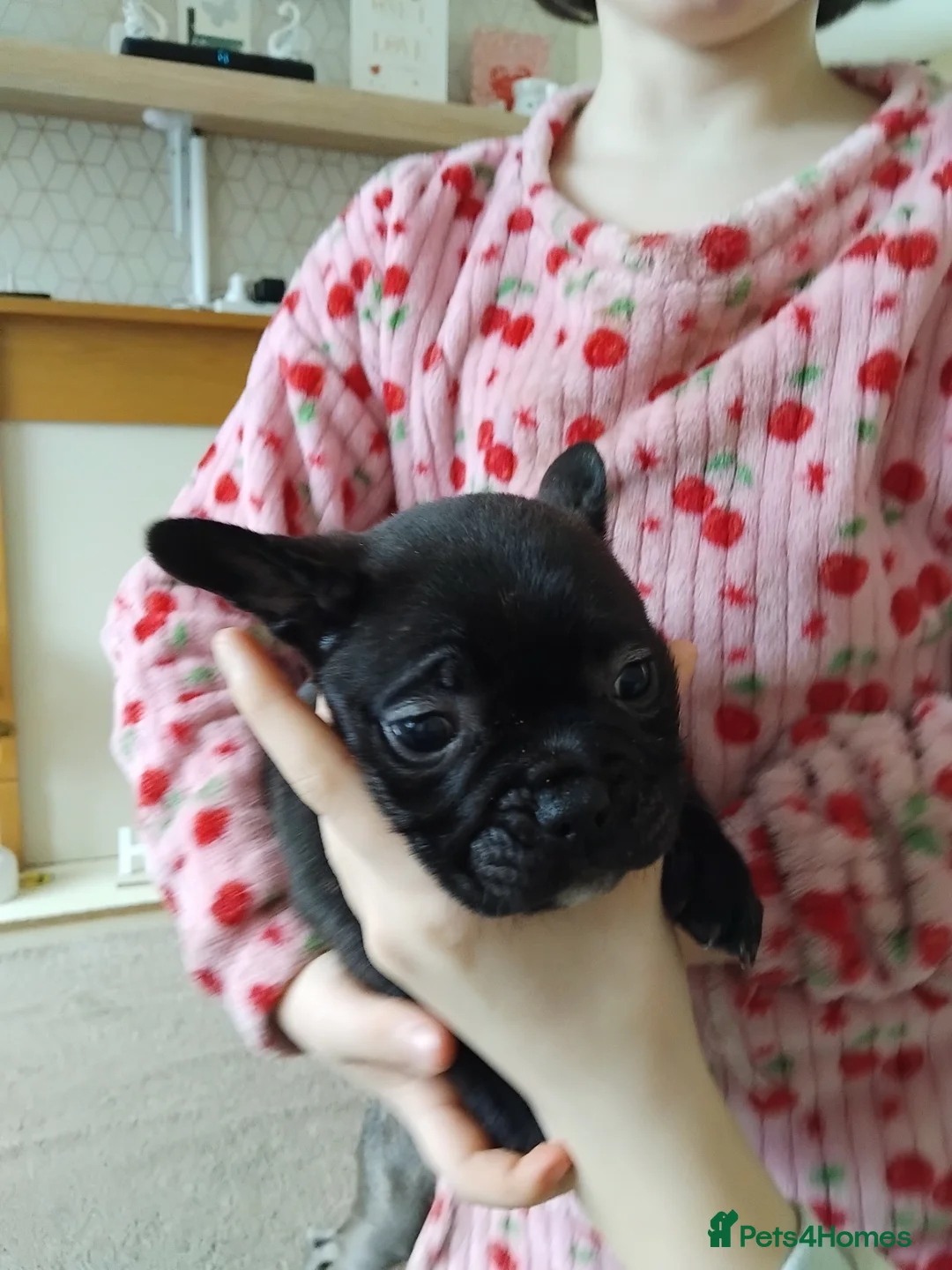 Mixed Breed dogs for sale: Two puppies for sale - Advert 4