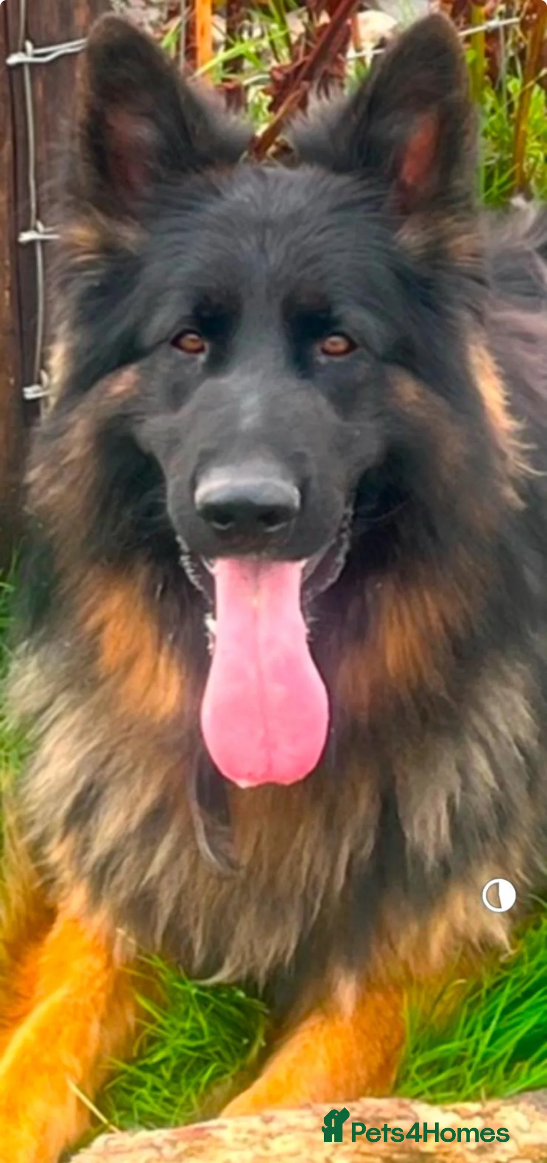 German Shepherd dogs for sale: Stunning Pedigree Female German Shepherd Puppy - Advert 12