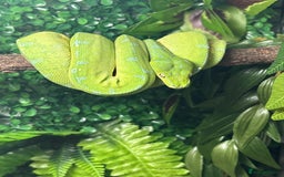 Snake reptiles for sale: Green Tree Python - Image 1