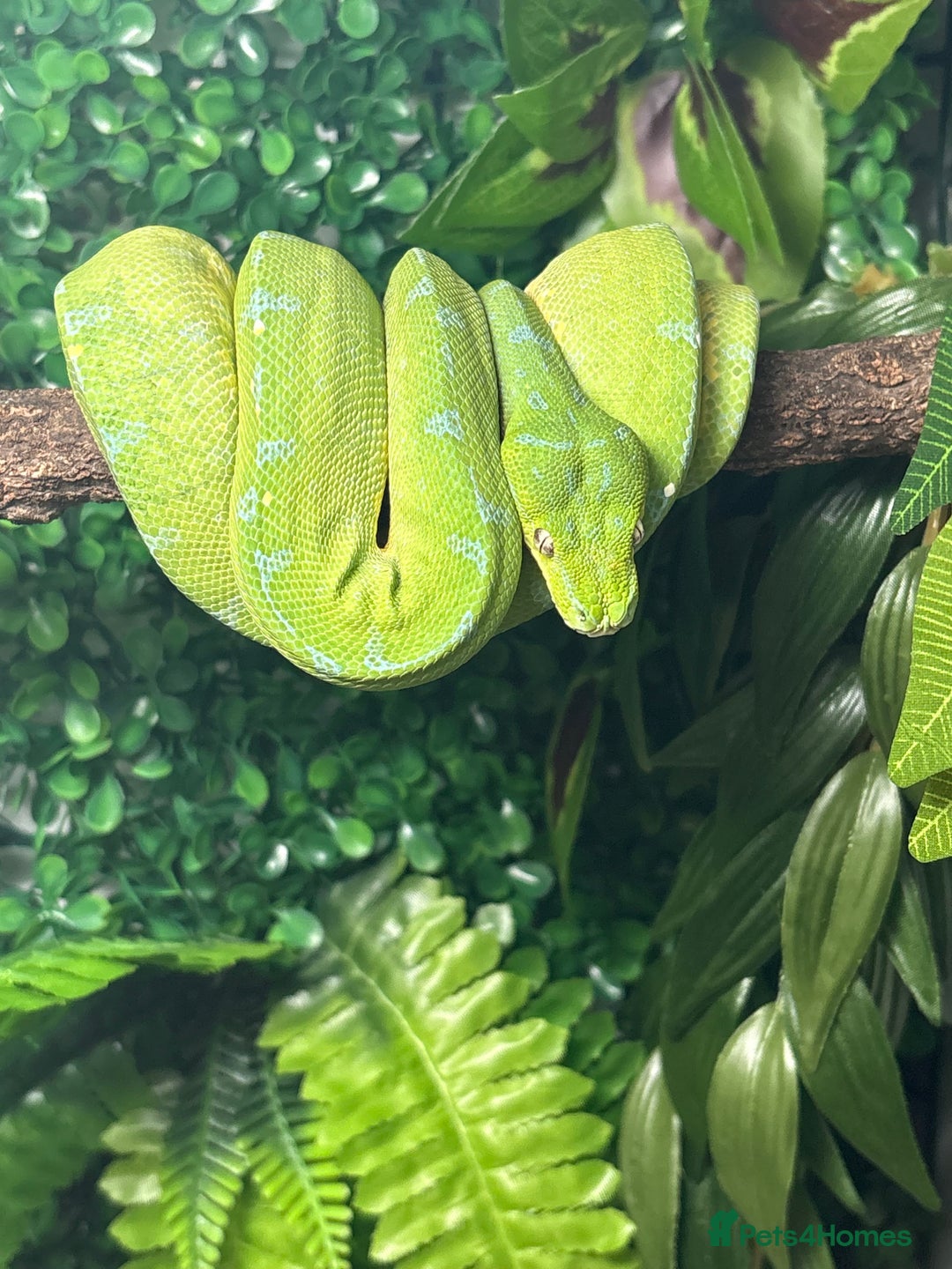 Snake reptiles for sale: Green Tree Python - Image 1