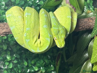 Snake reptiles for sale - Advert 1