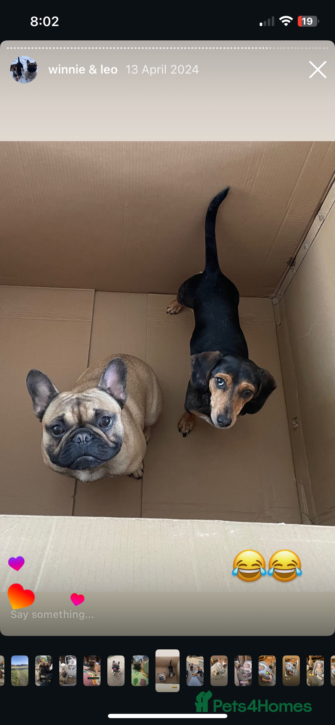 Mixed Breed dogs for sale: Well loved family dog looking for a new home - Advert 4