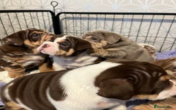 English Bulldog dogs for sale: QC puppies  - Image 12