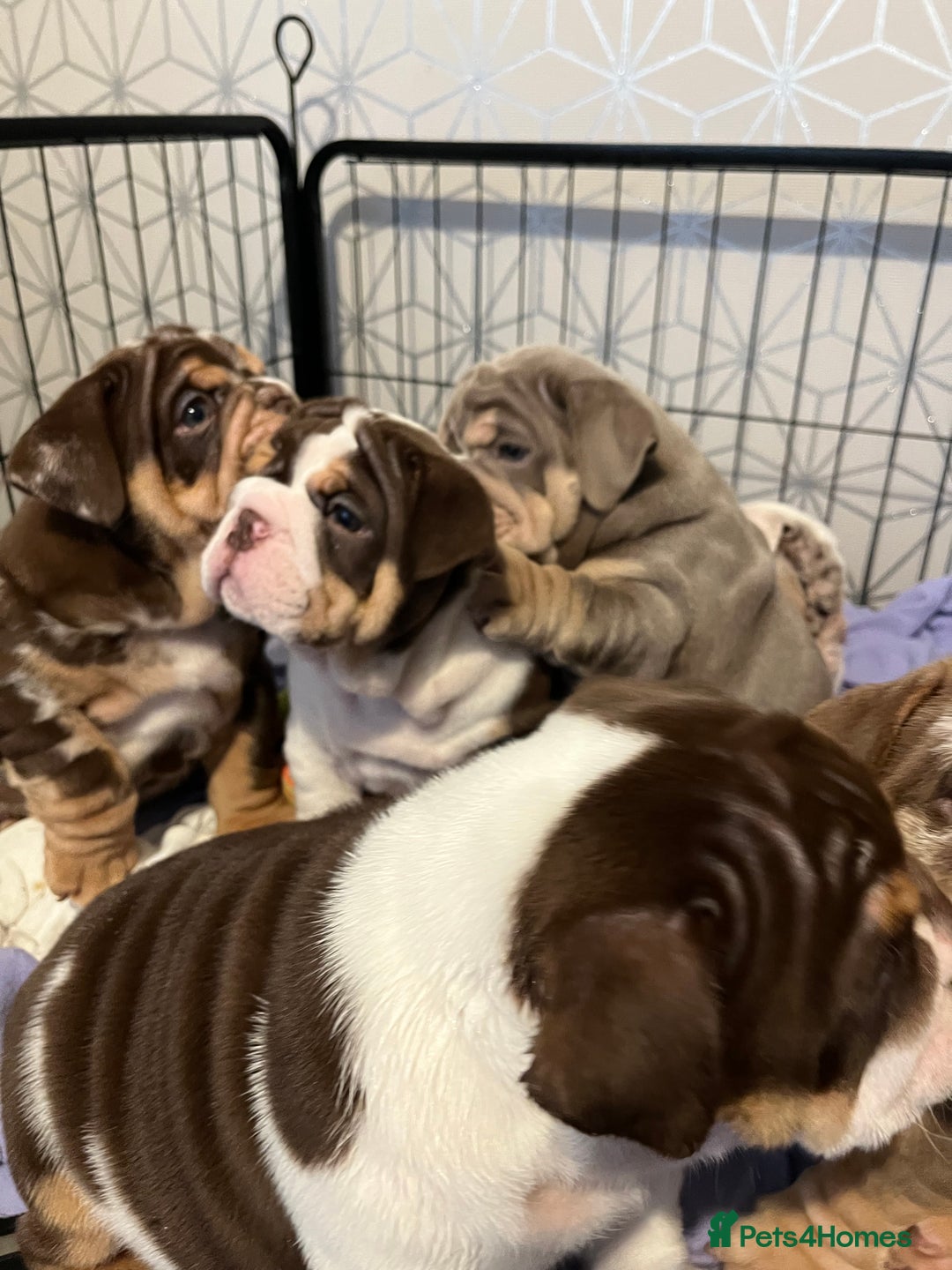 English Bulldog dogs for sale: QC puppies  - Image 12