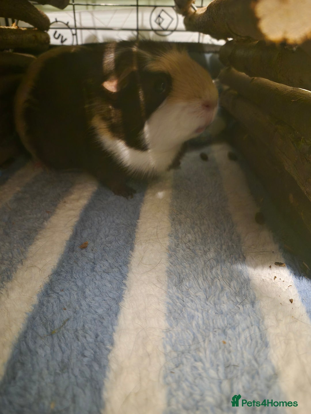Guinea Pig rodents for sale: 2 female guinea pigs for sale  - Image 7
