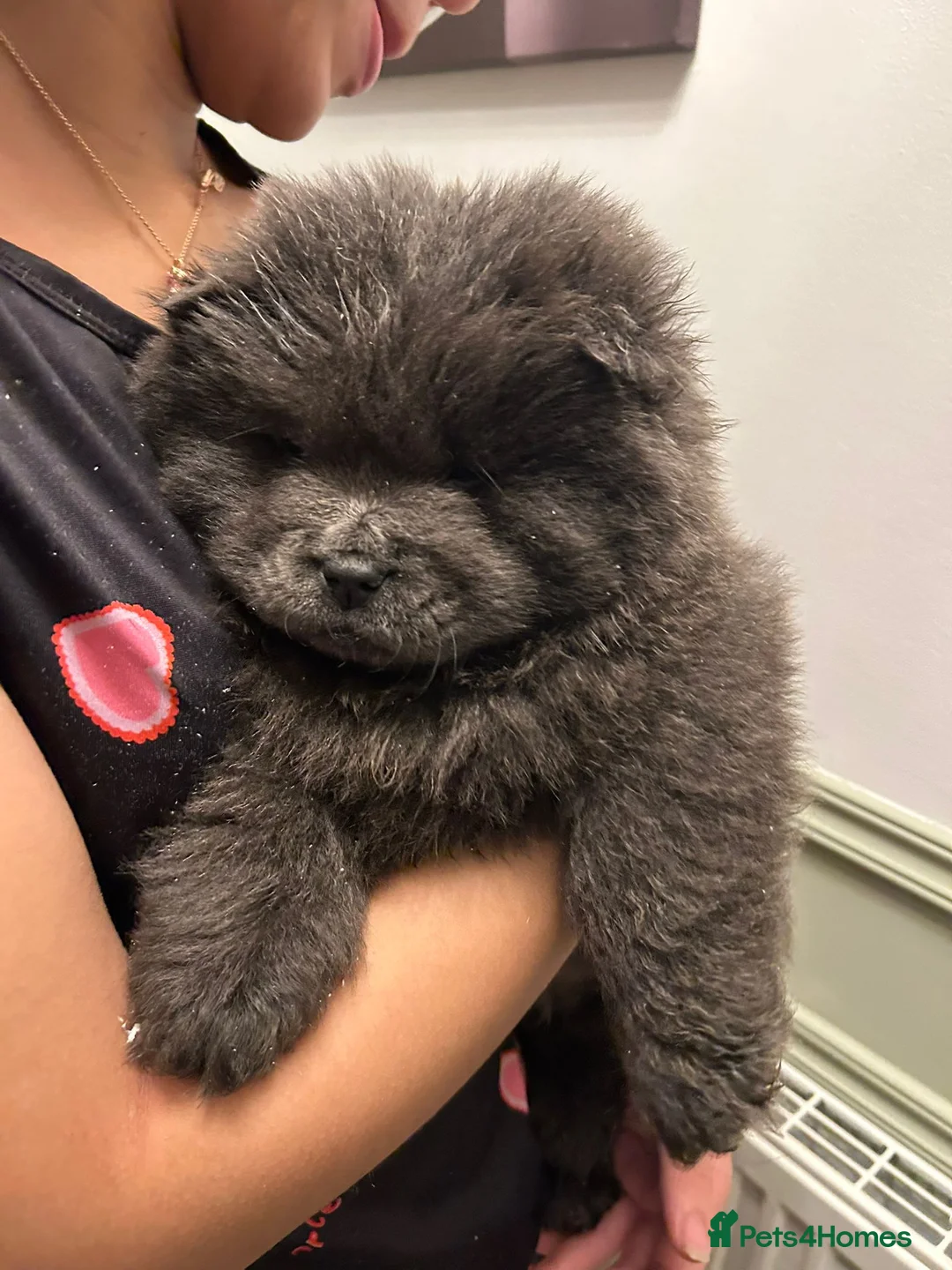 Chow Chow dogs for sale: Stunning Chow Chow Puppies Luxi Chow × Royal Chows - Advert 7
