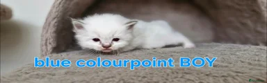 Ragdoll Kitten 4