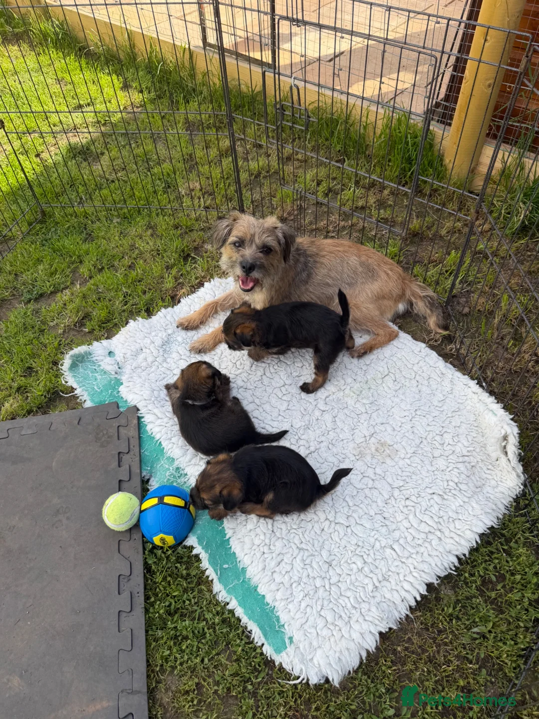 Border Terrier dogs for sale: Stunning slem free KC reg border terrier girls  - Advert 26