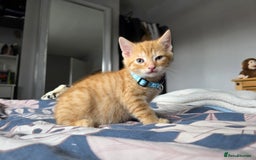 Mixed Breed cats for sale: Gorgeous 2 Girls and 3 boys For sale - Image 22