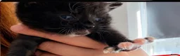 Mixed Breed cats for sale: 3 kittens looking for loving home  - Advert 11