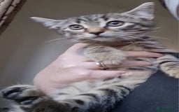 Mixed Breed cats for sale: Mixed breed kittens for sale! - Image 9