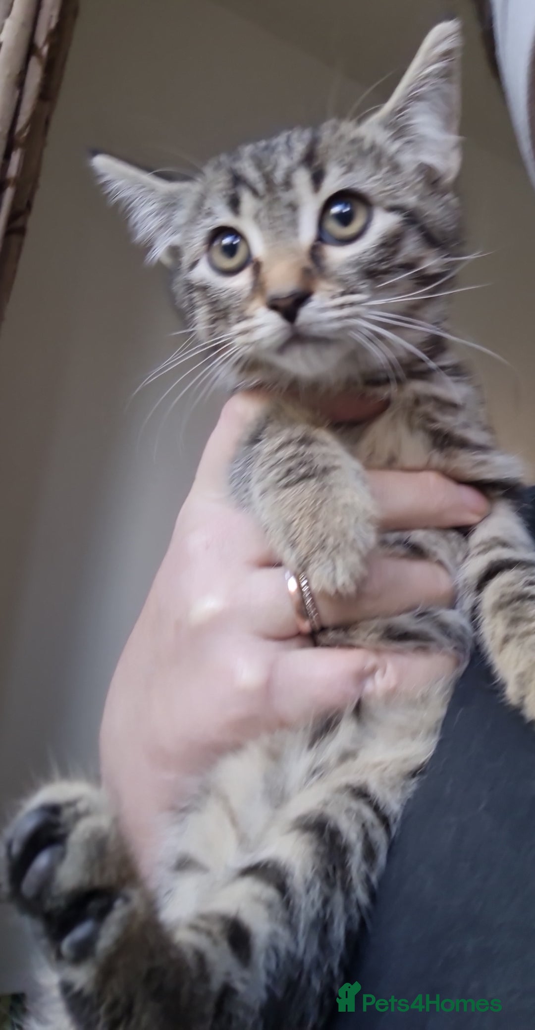 Mixed Breed cats for sale: Mixed breed kittens for sale! - Image 9