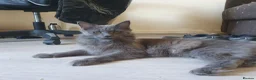 Maine Coon cats for sale: 🐾Beautiful TICA Registered Kittens🐾 - Advert 2