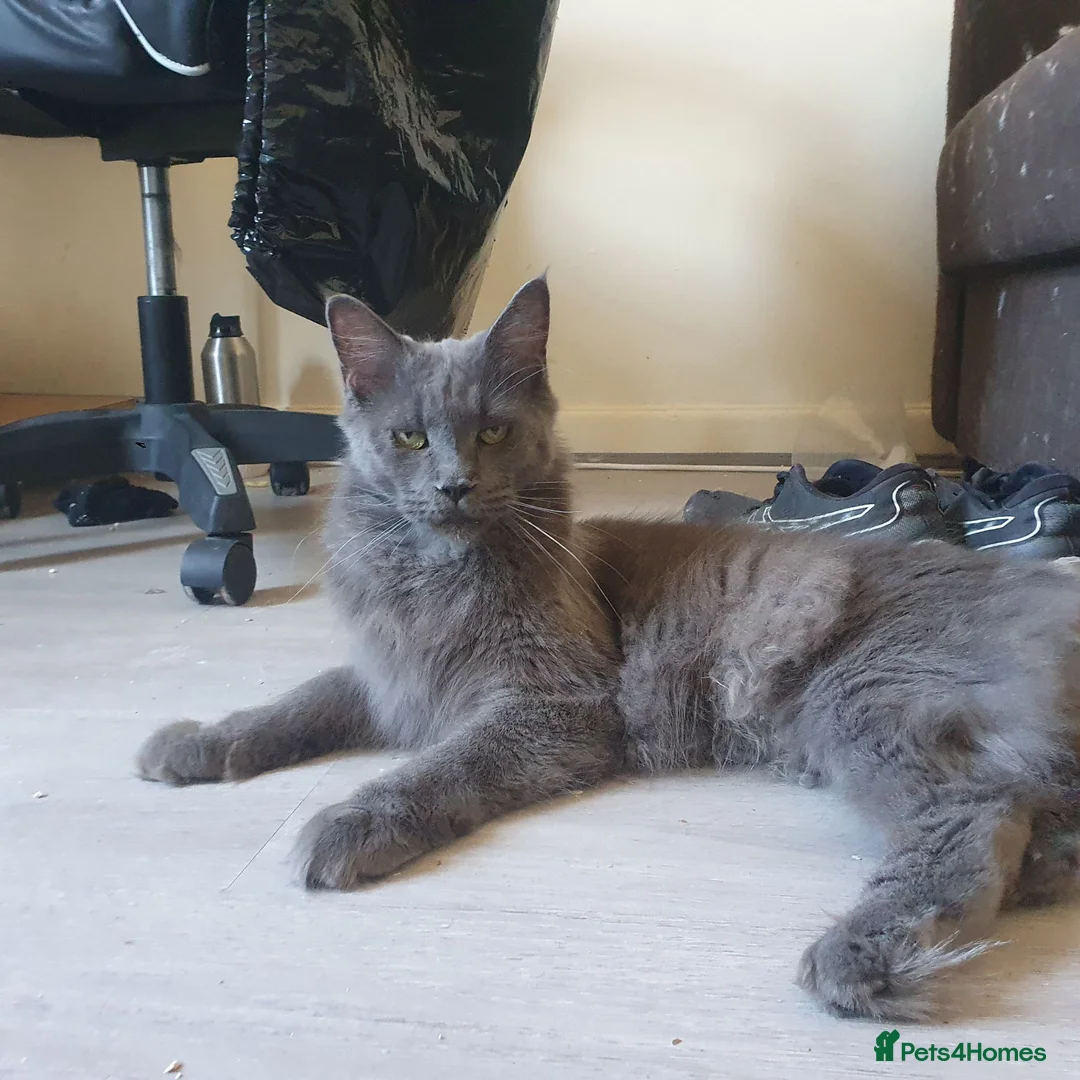 Maine Coon cats for sale: 🐾Beautiful TICA Registered Kittens🐾 - Advert 2
