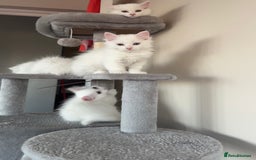 Persian cats for sale: Fluffy indoor kittens-Persian&Main Coon cross  - Image 4