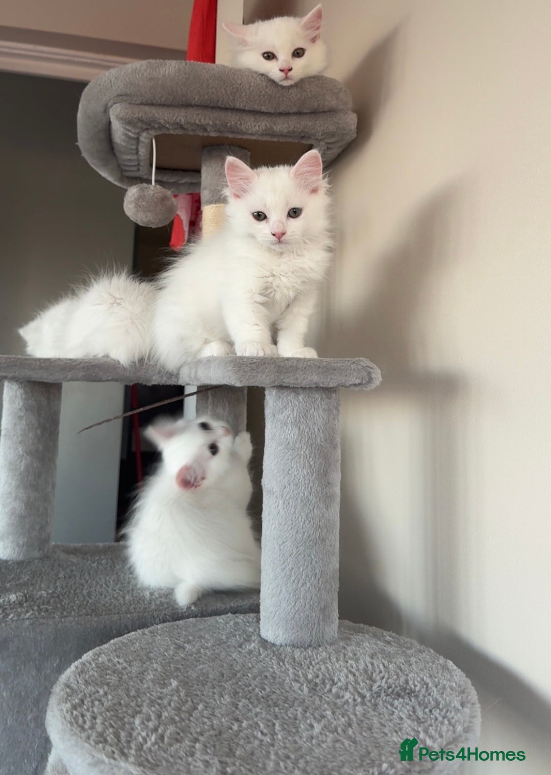 Persian cats for sale: Fluffy indoor kittens-Persian&Main Coon cross  - Image 4