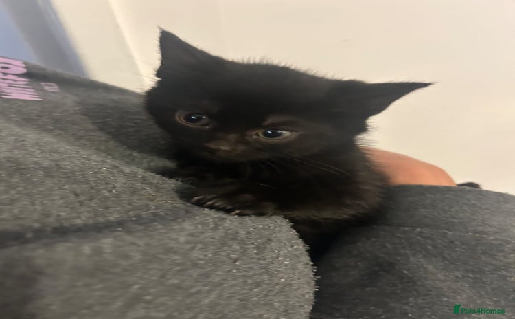 Mixed Breed cats - Advert 14