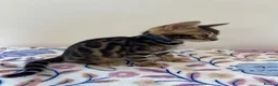 Bengal cats for sale: READY TO GO! Pure Pedigree Bengal Kittens TICA Reg - Advert 16