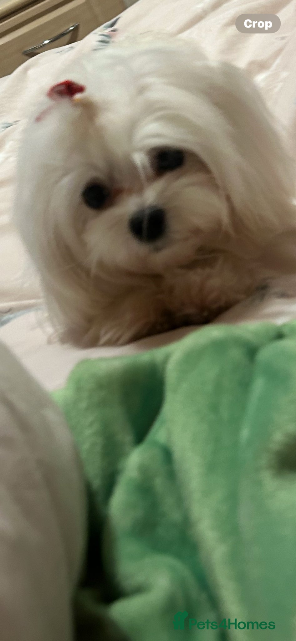 Maltese dogs for sale: Kc reg Maltese 2 years old  - Advert 2