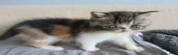 Exotic cats for sale: Lovely exotic kittens - Advert 11