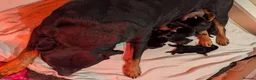 Rottweiler dogs for sale: 💃lovely gentle giant🕺 available to new homes🍌🍌 in Selby - Advert 9