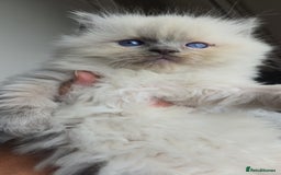 Ragdoll cats for sale: BEAUTIFUL PURE RAGDOLL KITTENS - Image 10