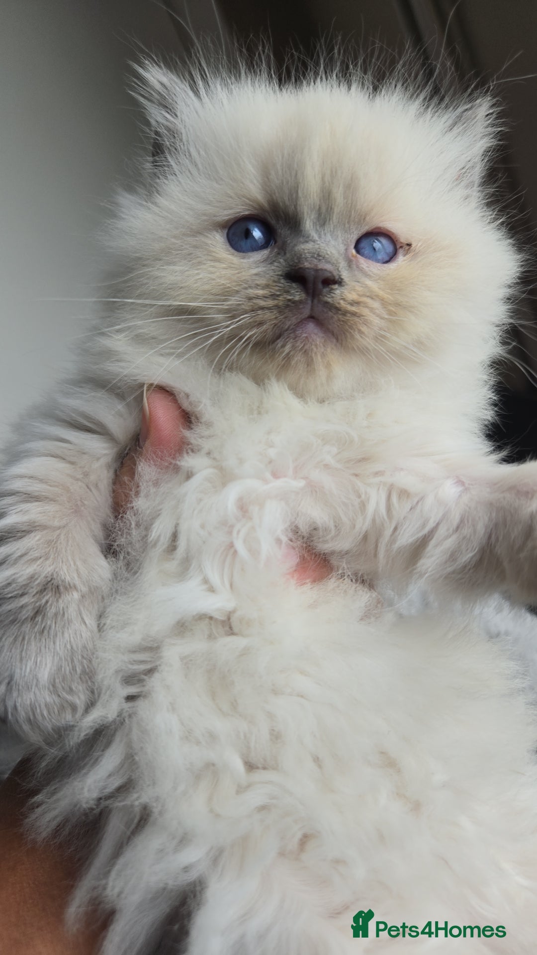 Ragdoll cats for sale: BEAUTIFUL PURE RAGDOLL KITTENS - Image 10