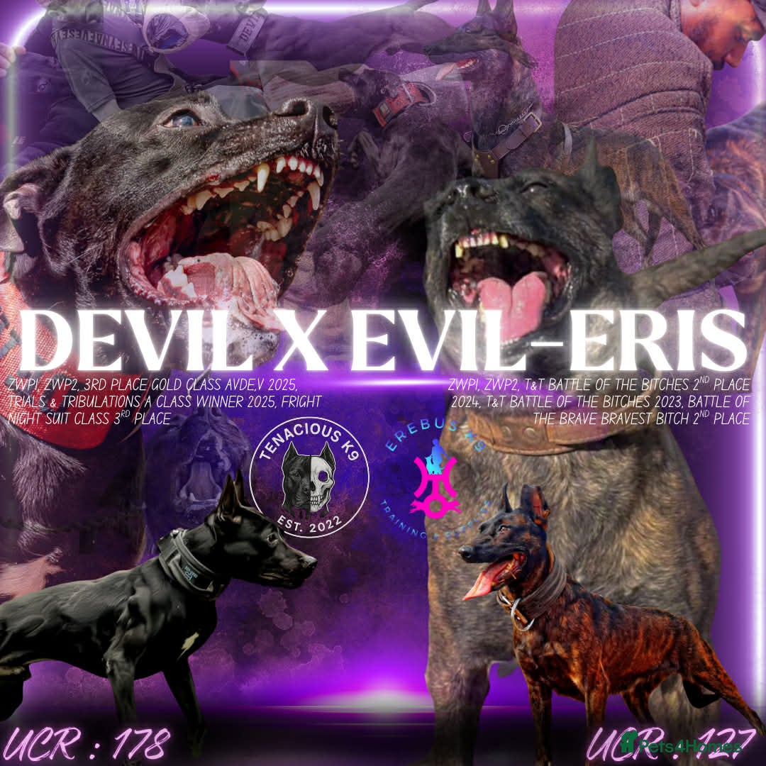 Mixed Breed dogs WORKING LINE BULLHERDER DOGS FOR SALE  in Preston - Advert 1