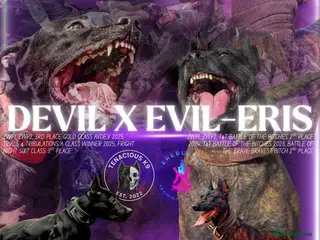 Mixed Breed dogs WORKING LINE BULLHERDER DOGS FOR SALE in Preston - Advert 3