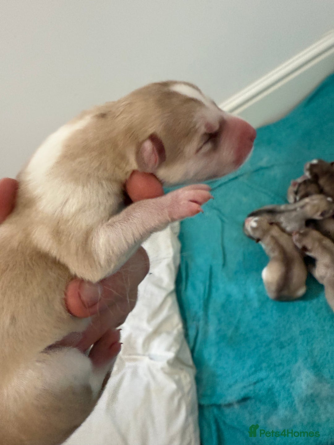 Siberian Husky dogs for sale: SIBERIAN HUSKY for sale ready to go 15th november - Image 4
