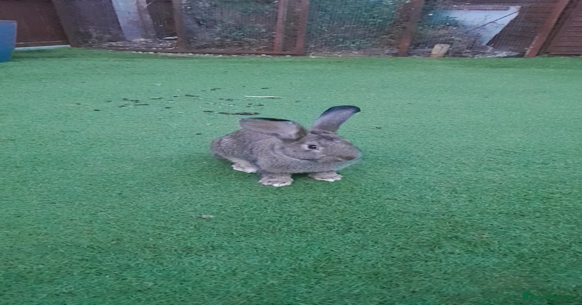 Male rabbit for sale in Romford | Pets4Homes