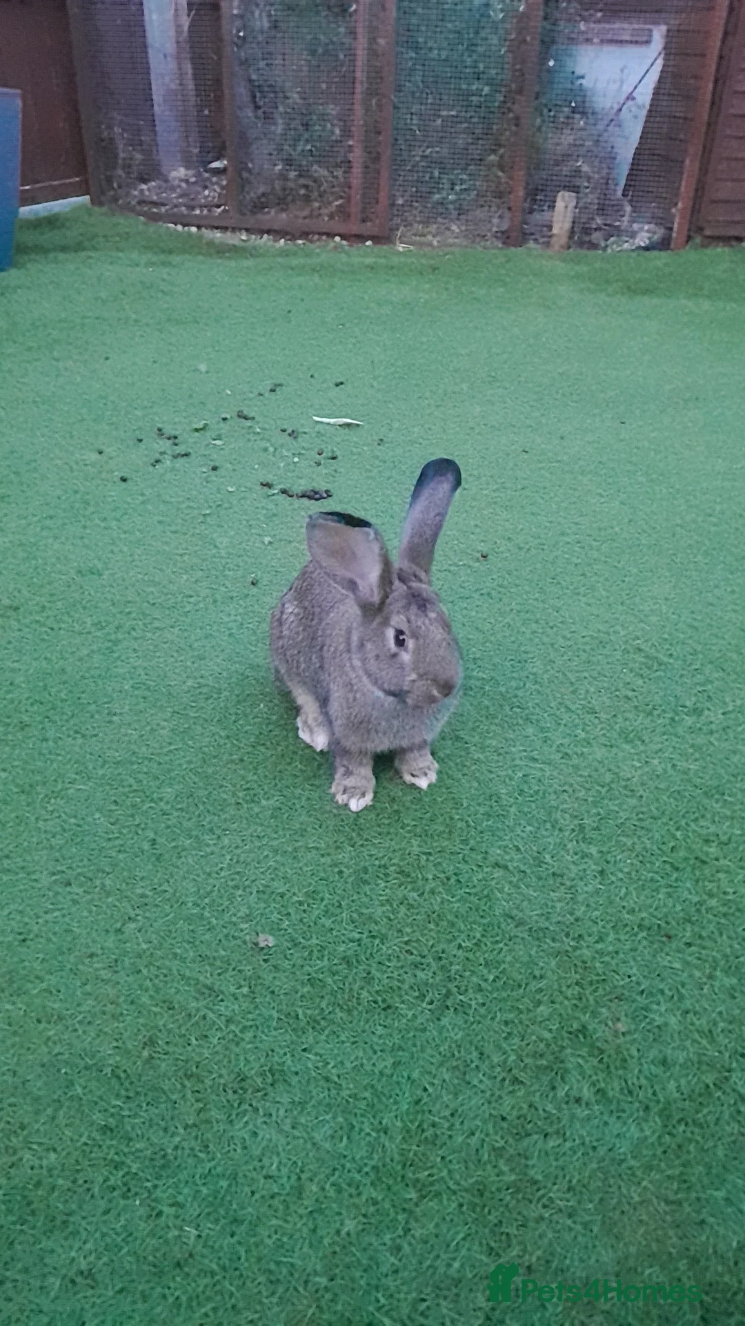 Continental Giant rabbits for sale: Male rabbit  - Advert 1