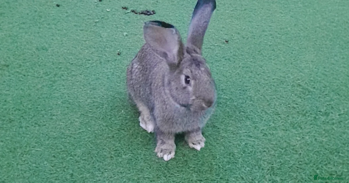 Male rabbit for sale in Romford | Pets4Homes