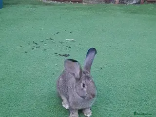 Continental Giant rabbits Male rabbit - Advert 2