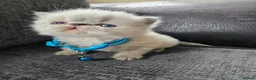 Persian cats for sale: 😻Stunning Pedigree Persian Kittens 😻 - Advert 6