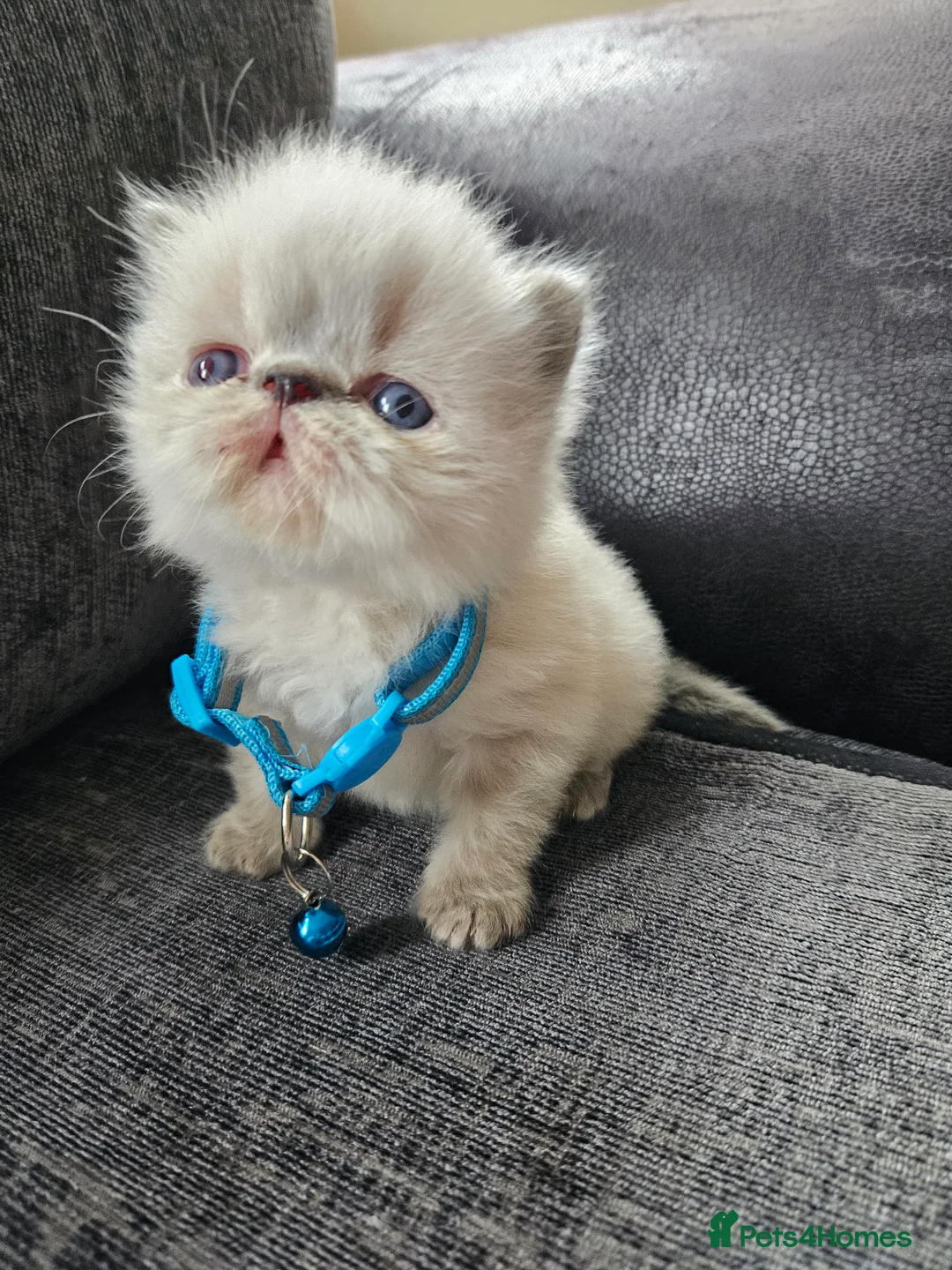 Persian cats for sale: 😻Stunning Pedigree Persian Kittens 😻 - Advert 6