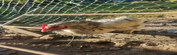 Chickens poultry for sale: 4 Light Sussex hens for sale  in Porth - Advert 2