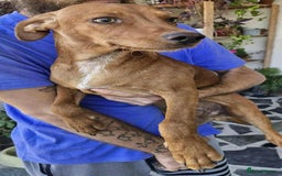 Mixed Breed dogs for adoption: Rum needs a loving home  - Image 5