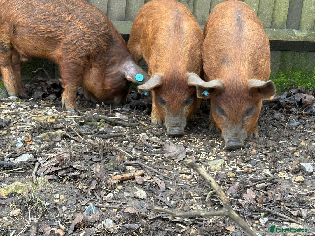 Pig livestock for sale: Piglets for sale in Tadworth  - Advert 2
